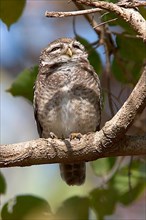 Brahma Owl