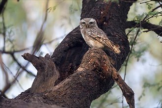 Adult spotted owlet