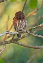 Cuckoo Owl