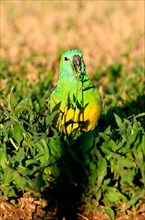 Red-rumped parrot