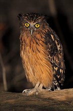 Adult buffy fish owl