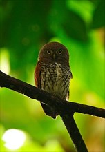 Chestnut-backed Owl