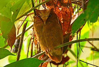 Serendib scops owl