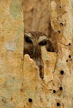 Cuban Screech-Owl