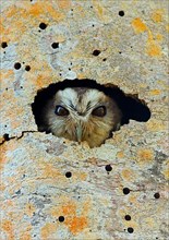 Cuban screech owl