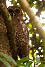Brown tawny owl