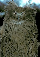 Blakiston's fish owl