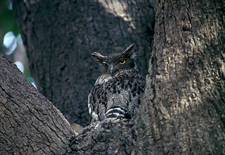 Waved-breasted Fish Owl