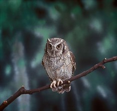 Choliba Screech Owl