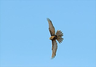 Northern Gosbrown falcon