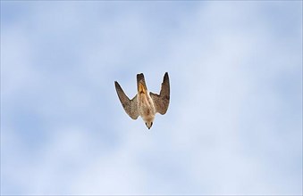 Desert falcon