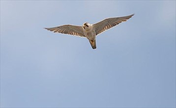 Desert falcon