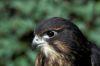 Maori Falcon