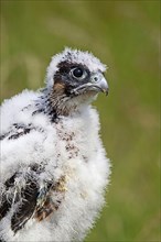 Peregrine falcon