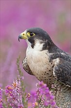 Peregrine falcon