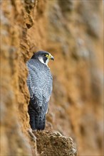 Peregrine falcon