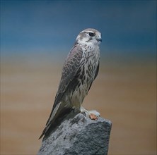 Prairie falcon