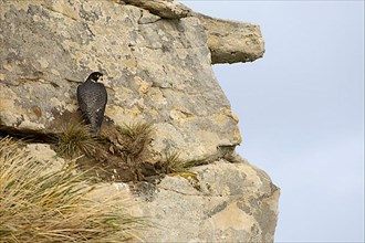 Cassin's Peregrine Falcon