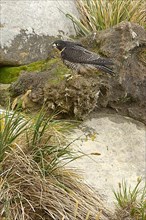 Cassin's Peregrine Falcon