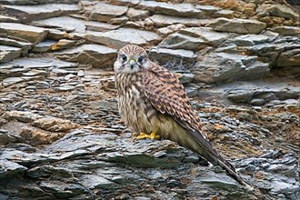 Common Kestrel