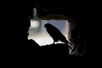 Common kestrel