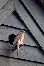 Common common kestrel