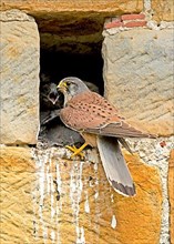 Common Kestrel