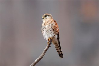 Madagascar Kestrel