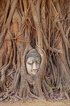 The Buddha's head embedded in the roots of a banyan tree at Wat Mahathat in Ayutthaya Historical Park