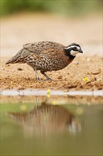 Virginia quail