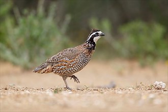 Virginia quail