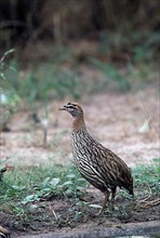 Double-spurred spurfowl