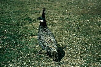 Common koklass pheasant