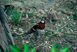 Elliotic elliot's pheasant