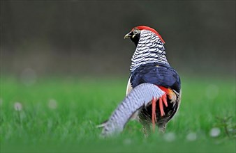 Lady Amherst's lady amherst's pheasant