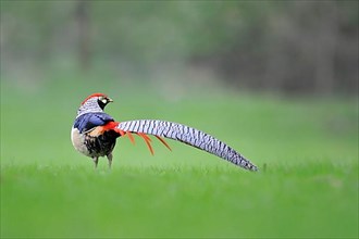 Lady Amherst's lady amherst's pheasant