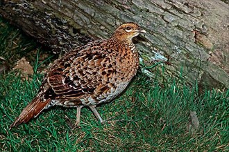 Copper Pheasant