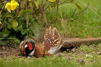 Hunting Pheasant