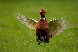 Hunting Pheasant