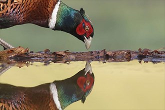 Common pheasant