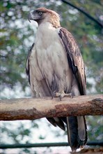 Monkey-eating philippine eagle
