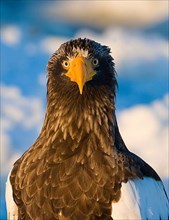 Adult steller's sea eagle