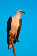 White-bellied Fish-eagle
