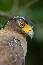 Crested Serpent-eagle