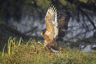 Crested serpent eagle