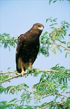 Great spotted greater spotted eagle