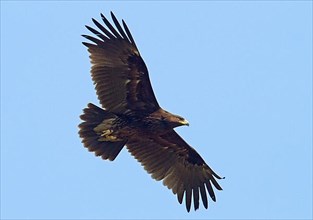 Greater greater spotted eagle