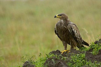 African tawny eagle