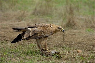 Adult African tawny eagle