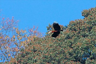 Rufous-necked Hornbill